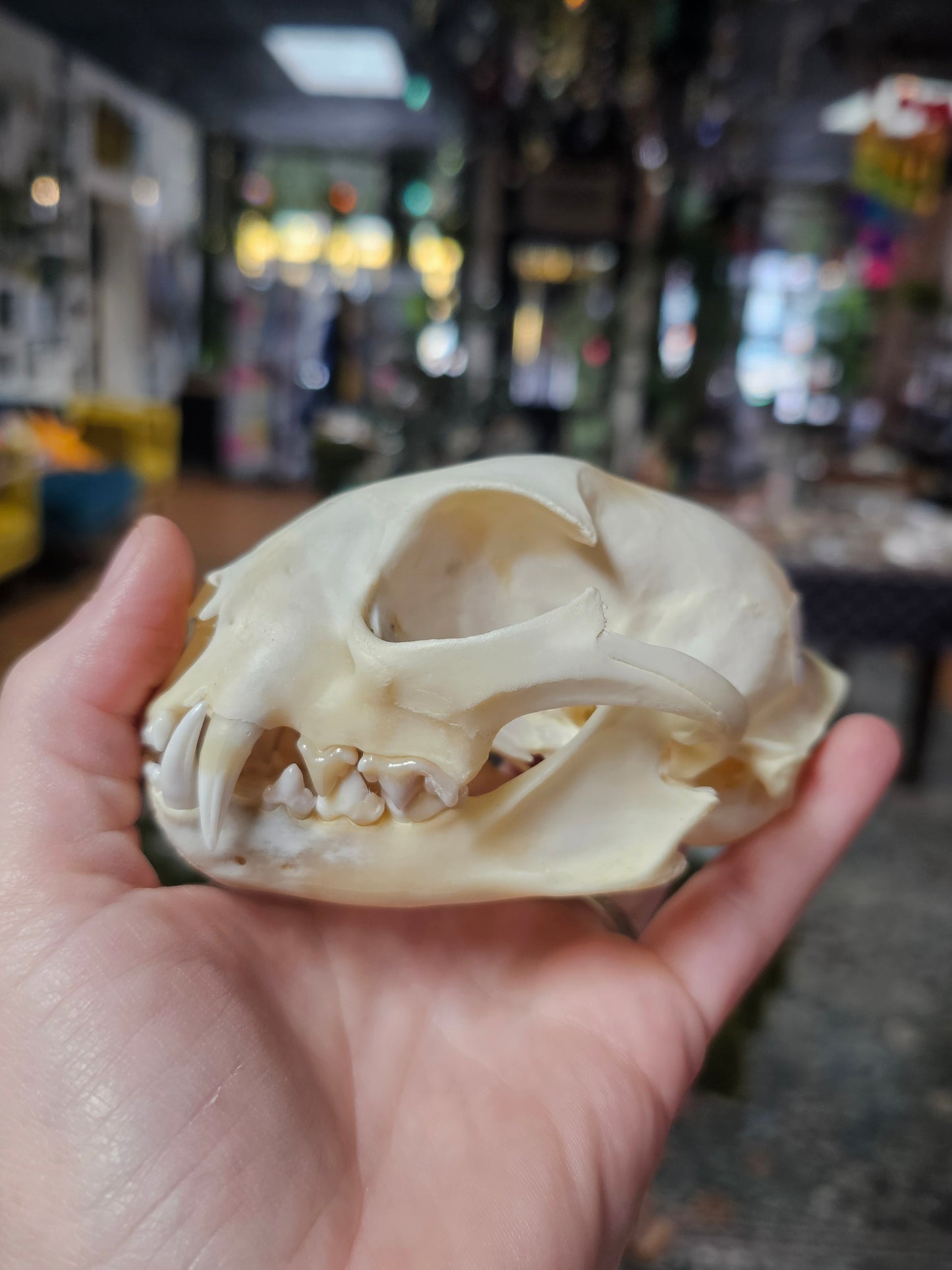 Bobcat Skull Specimen
