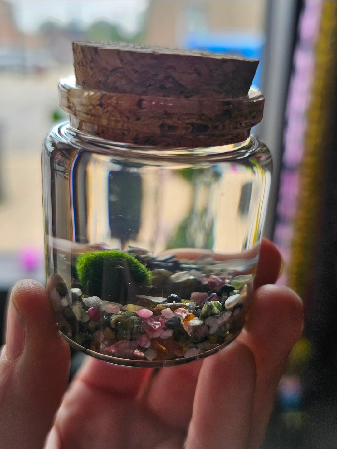 Small Marimo Moss Ball