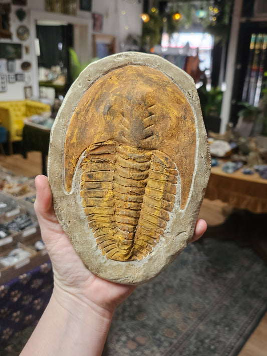Trilobite Fossil