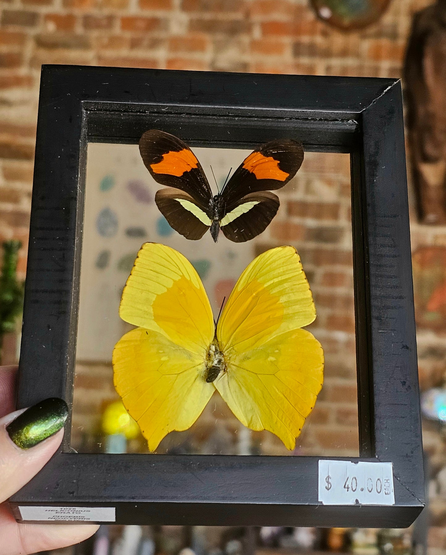 Framed Butterflies