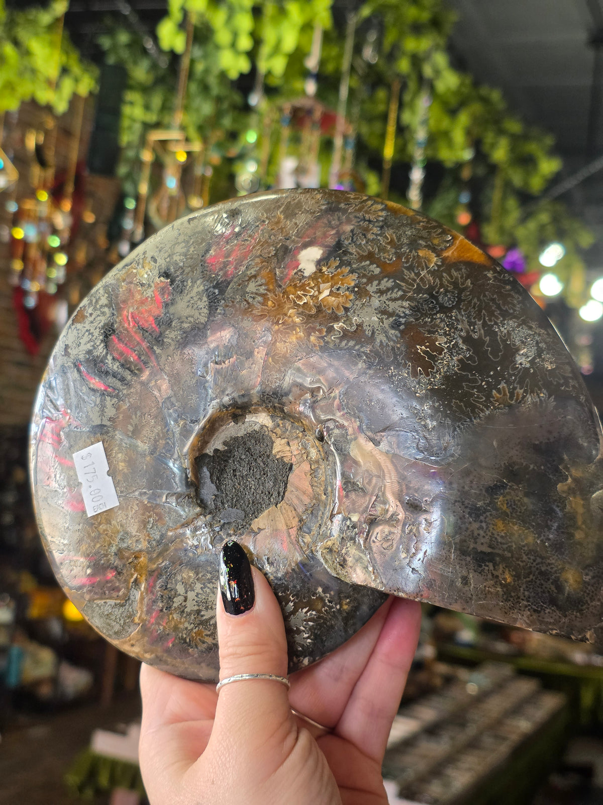 Large Iridescent Ammonite Dish
