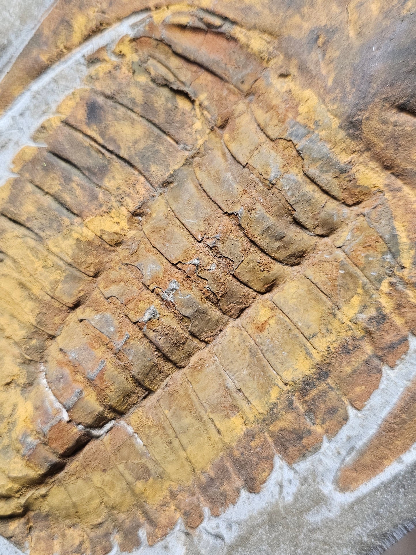 Trilobite Fossil