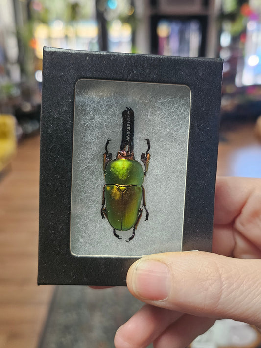 Arfak Stag Beetle