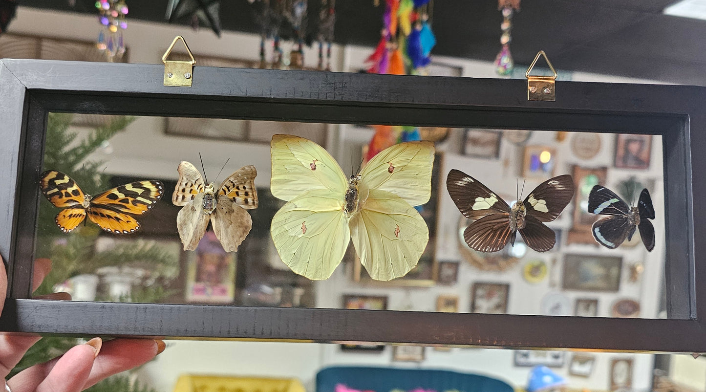 Framed Butterfly Variety