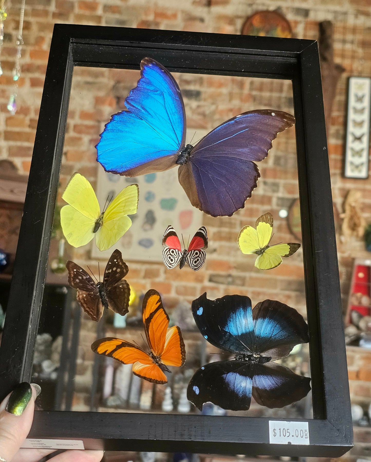 Framed Butterfly Variety