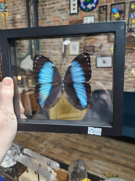 Striped Morpho Framed  Specimen