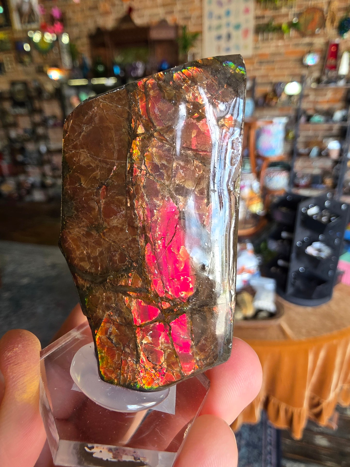 Ammolite