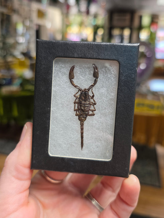 Black Scorpion Specimen
