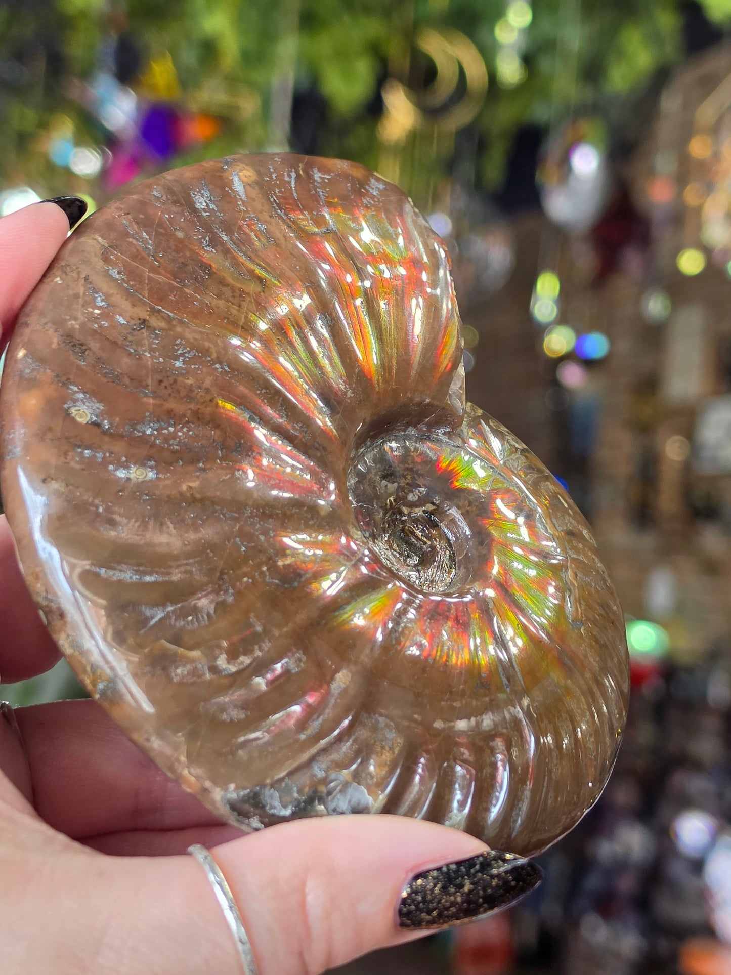 Iridescent Ammonite