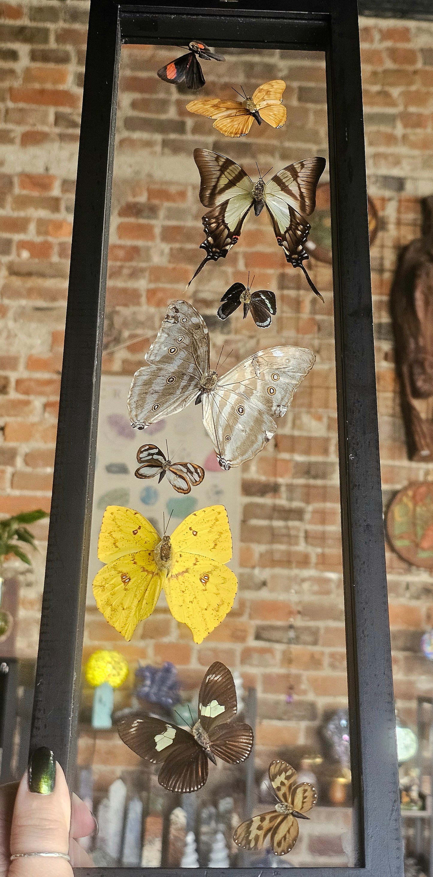 Framed Butterfly Variety