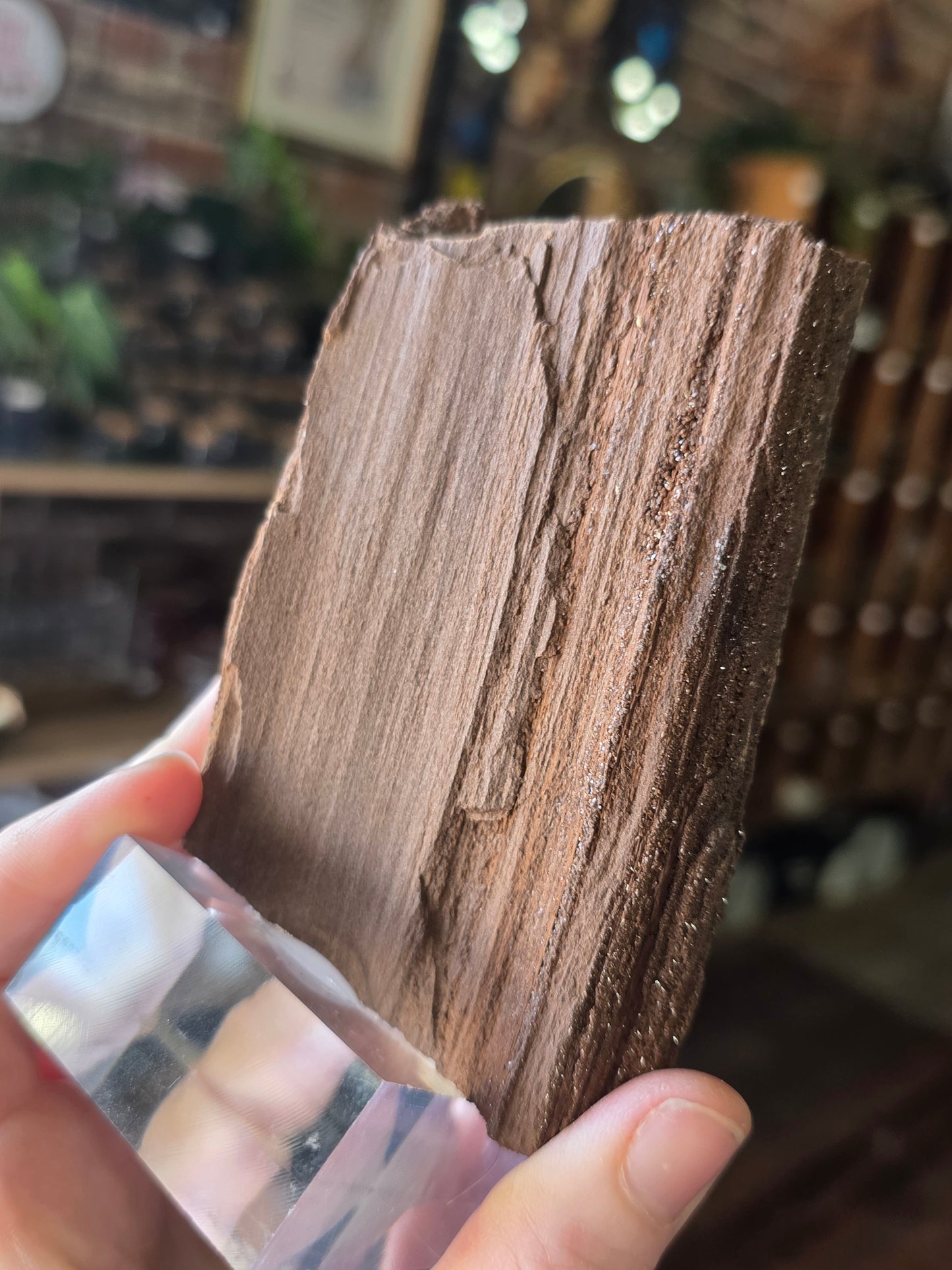 Permineralized Wood