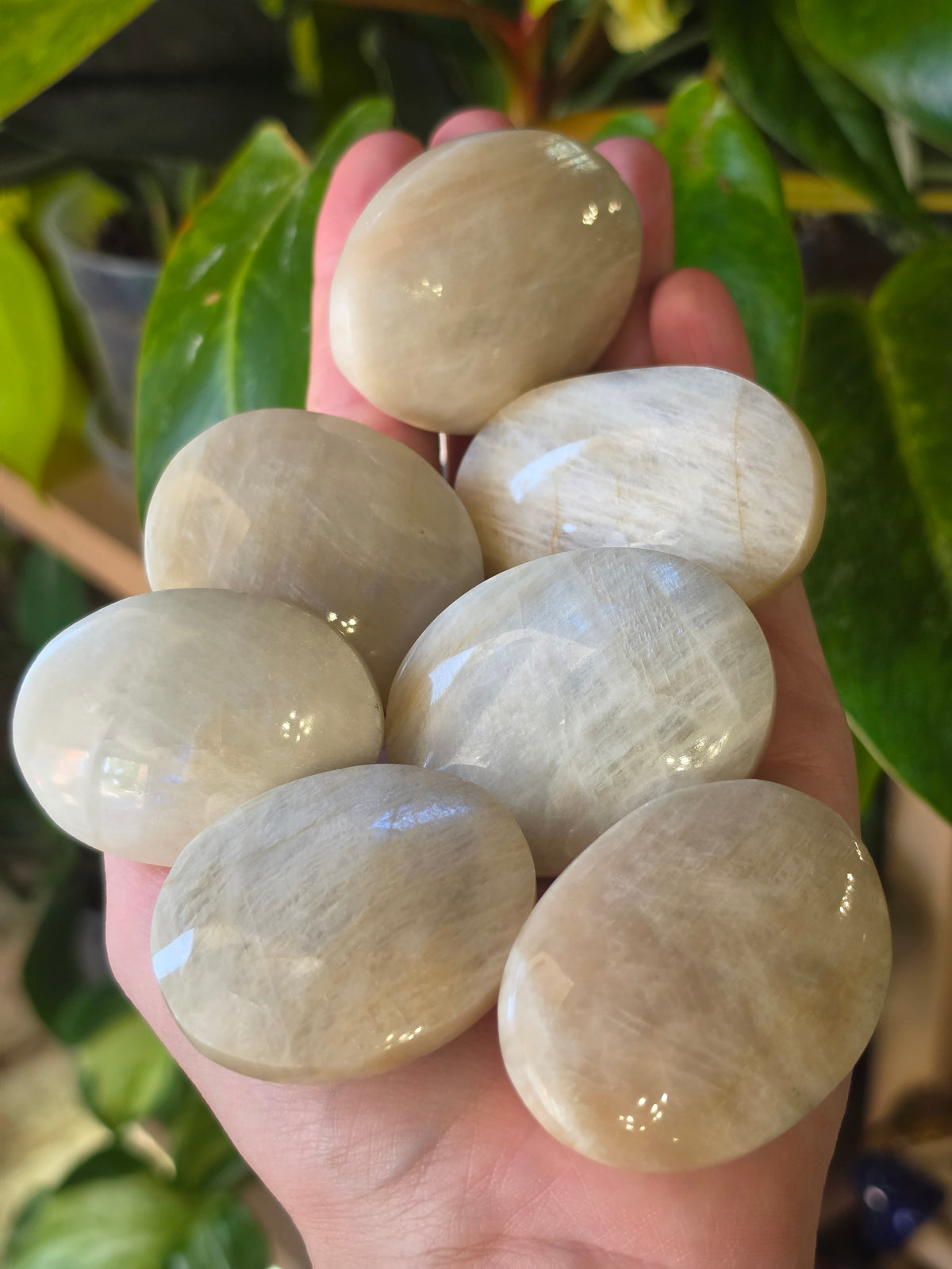 White Moonstone Palmstone