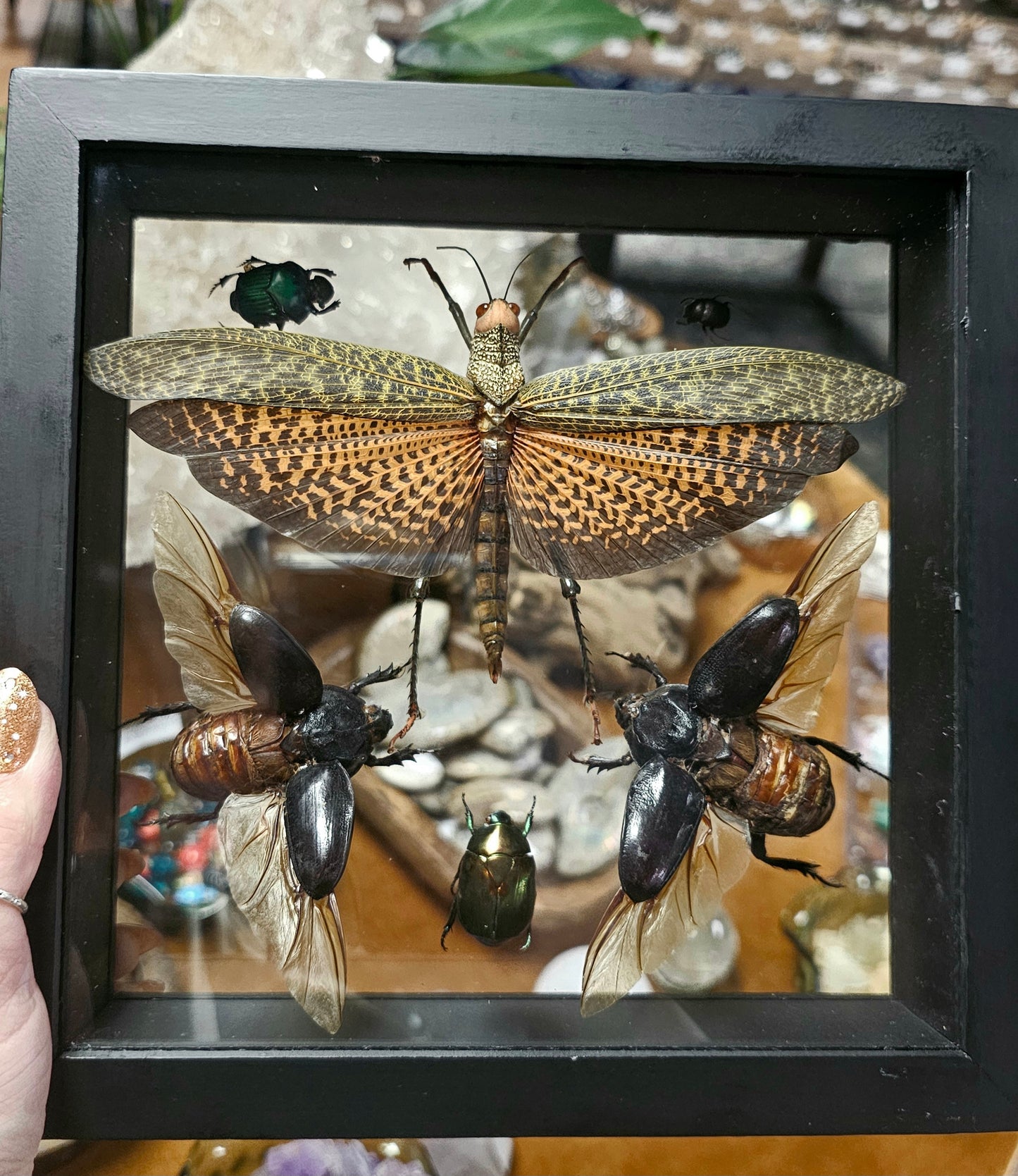 Framed Insect Variety