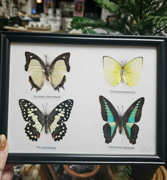 Framed Butterfly Variety