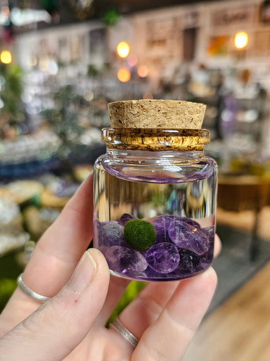 Marimo Moss Ball with Amethyst Chips