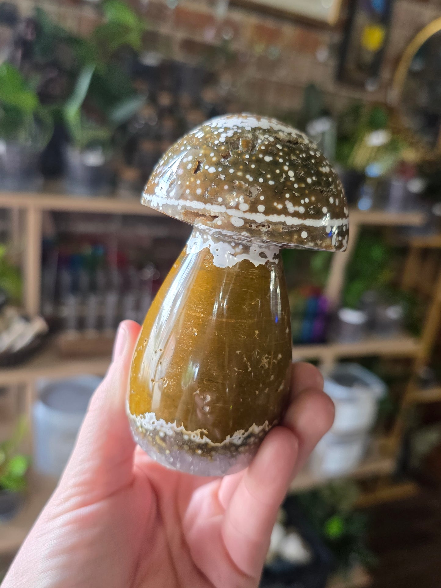 Orbicular Jasper Mushroom