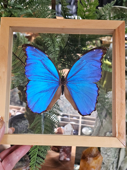 Framed Morpho Butterfly