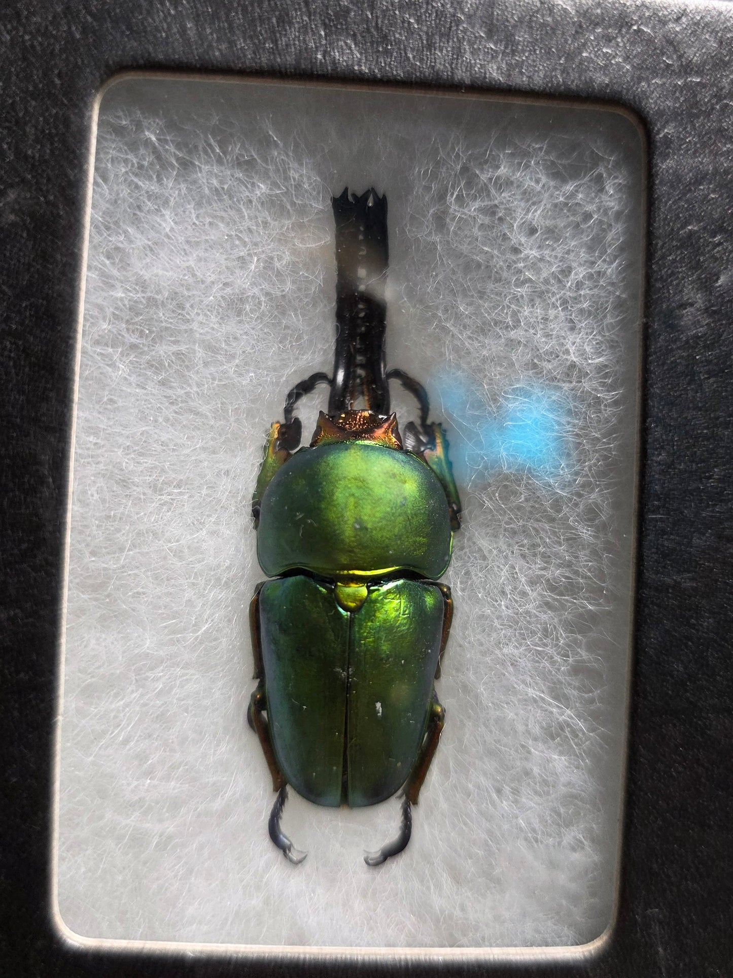 Arfak Stag Beetle Specimen