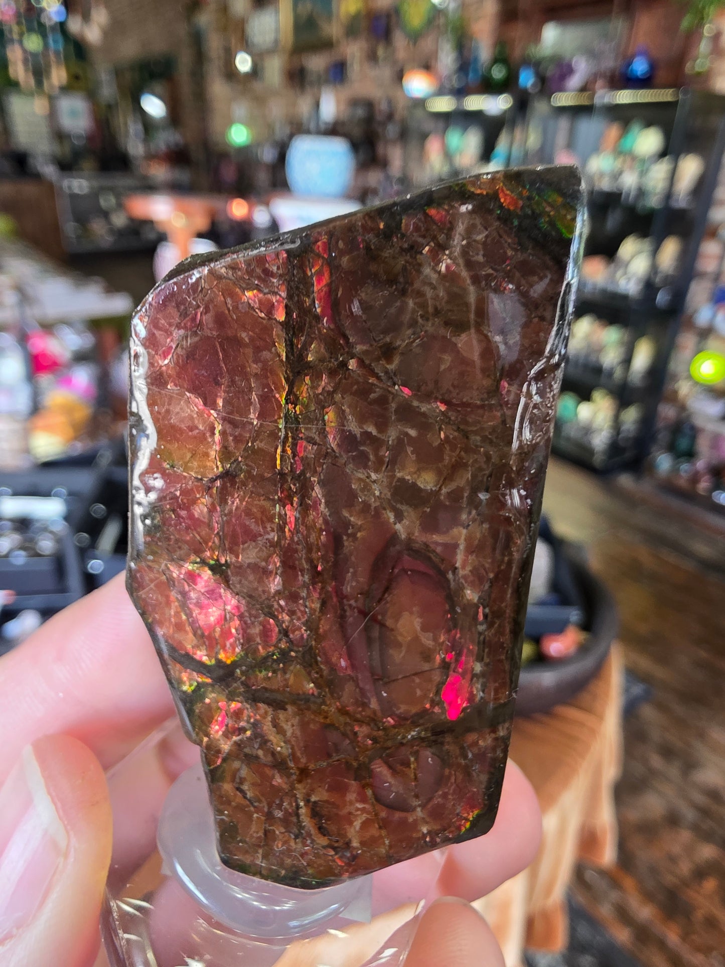 Ammolite