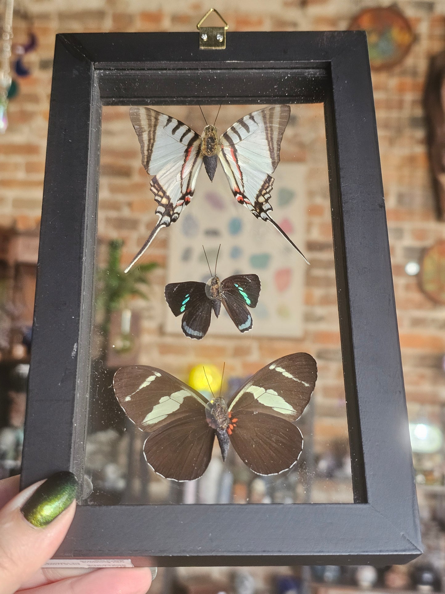 Framed Butterfly Variety