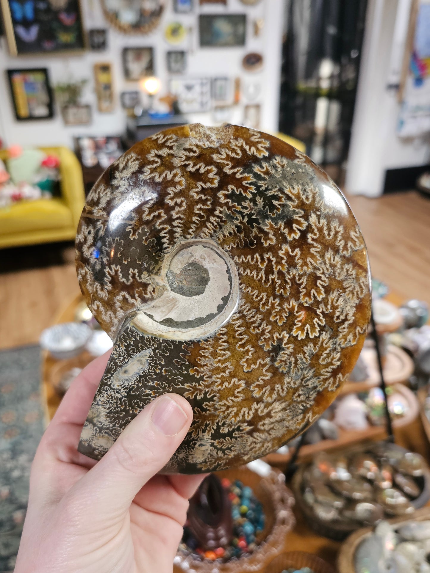 Ammonite