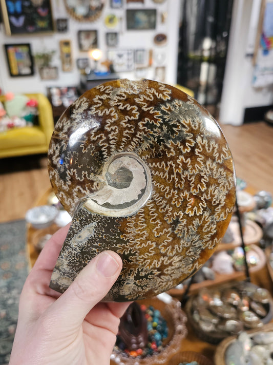 Ammonite