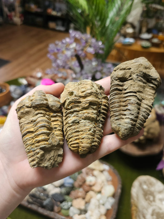 Trilobite Fossil
