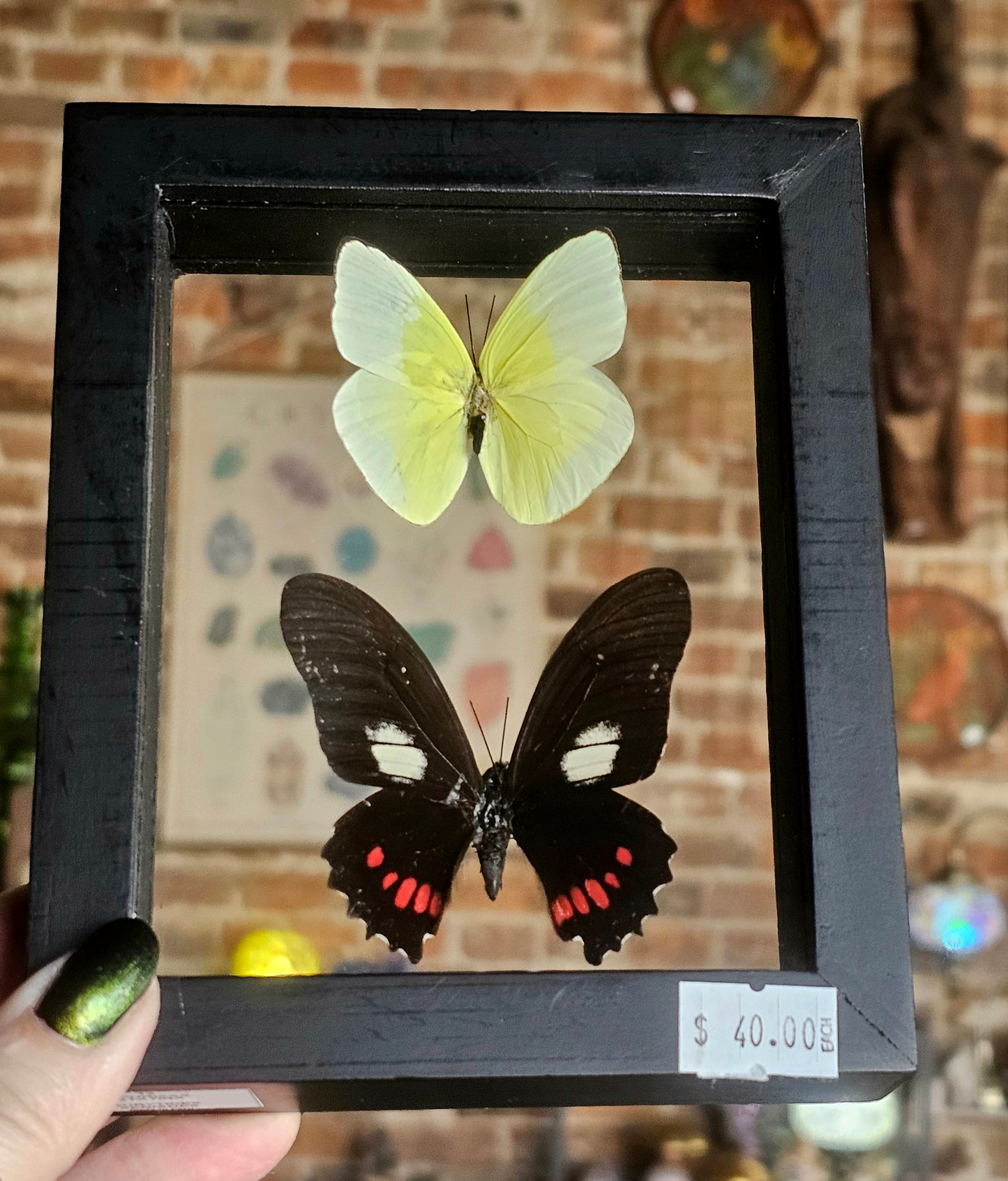 Framed Butterflies