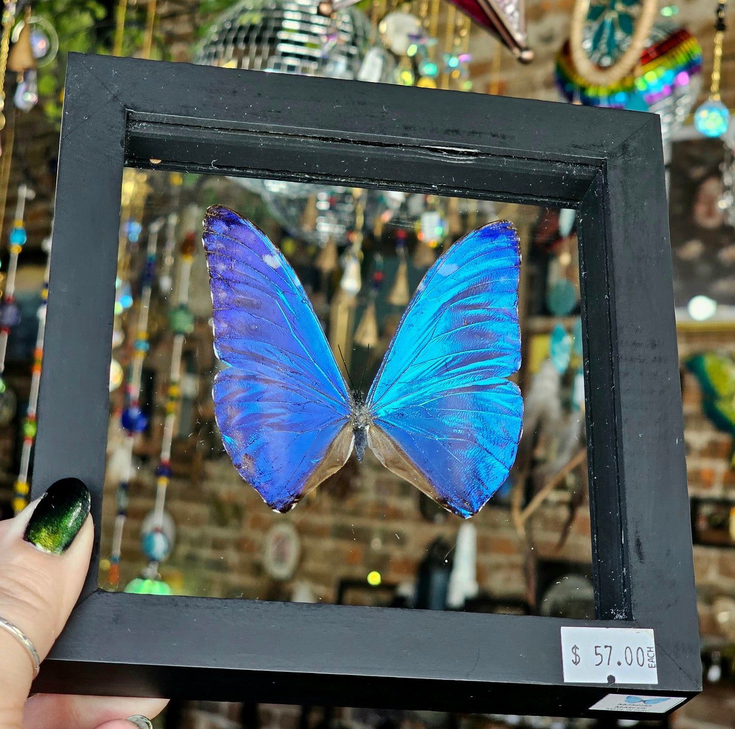 Framed Morpho