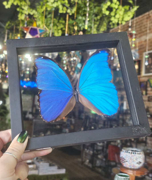 Framed Morpho