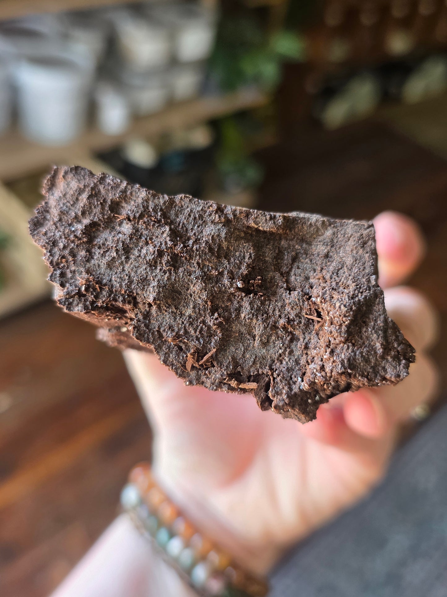 Permineralized Wood