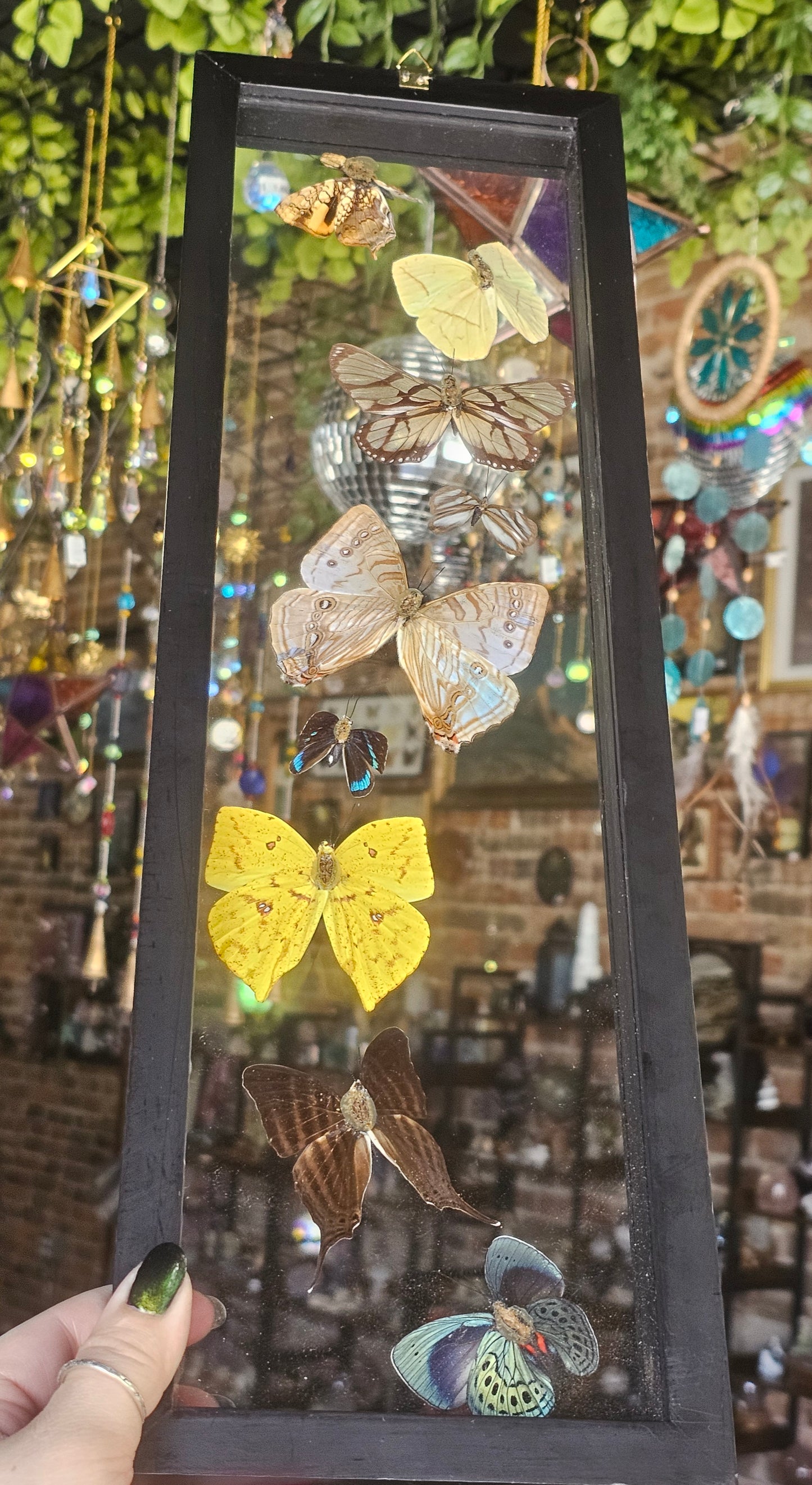 Framed Butterfly Variety