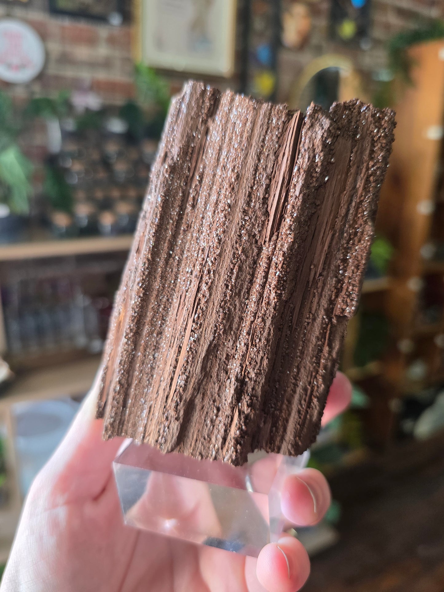 Permineralized Wood