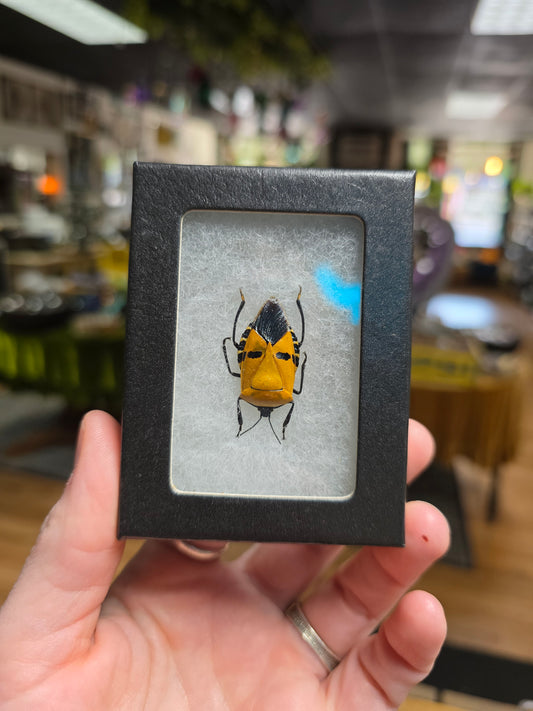 Orange Face Stink Bug