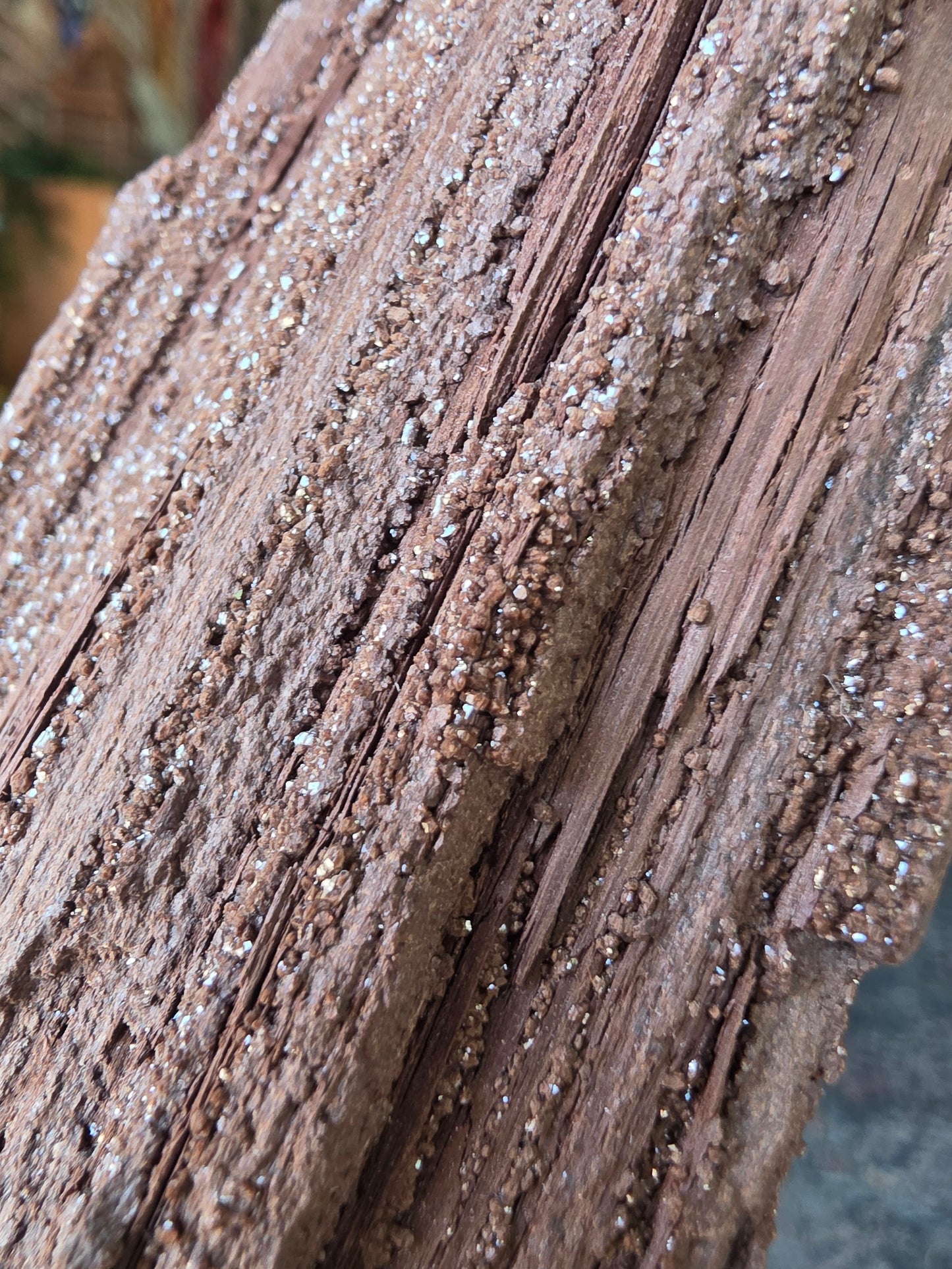 Permineralized Wood
