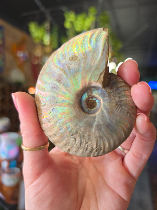 Iridescent Ammonite