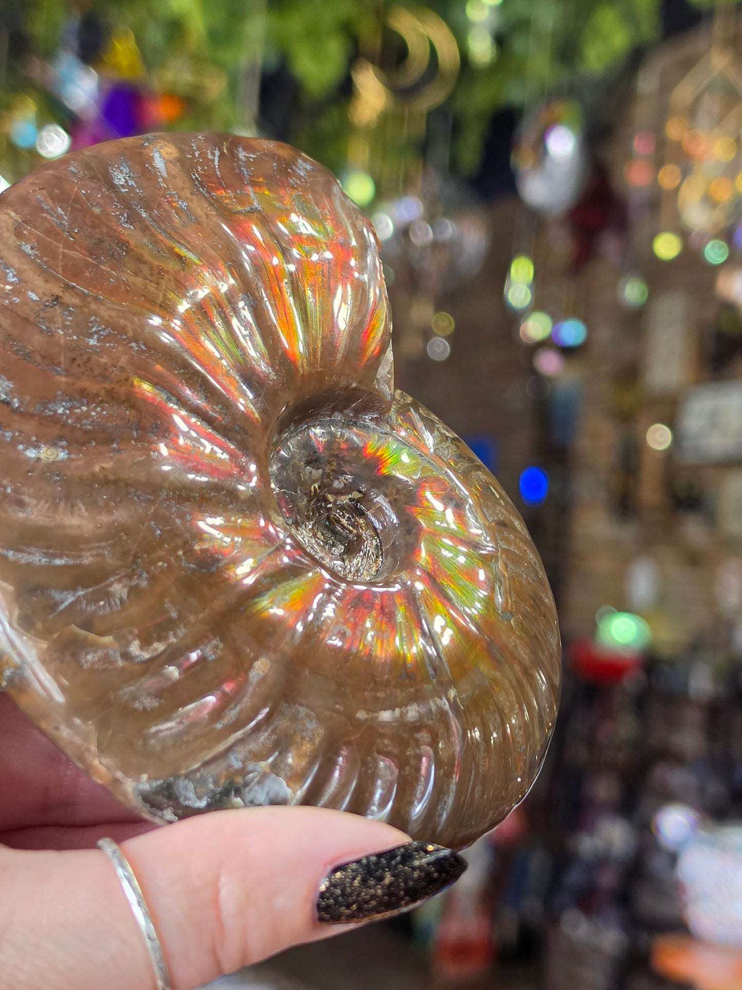 Iridescent Ammonite