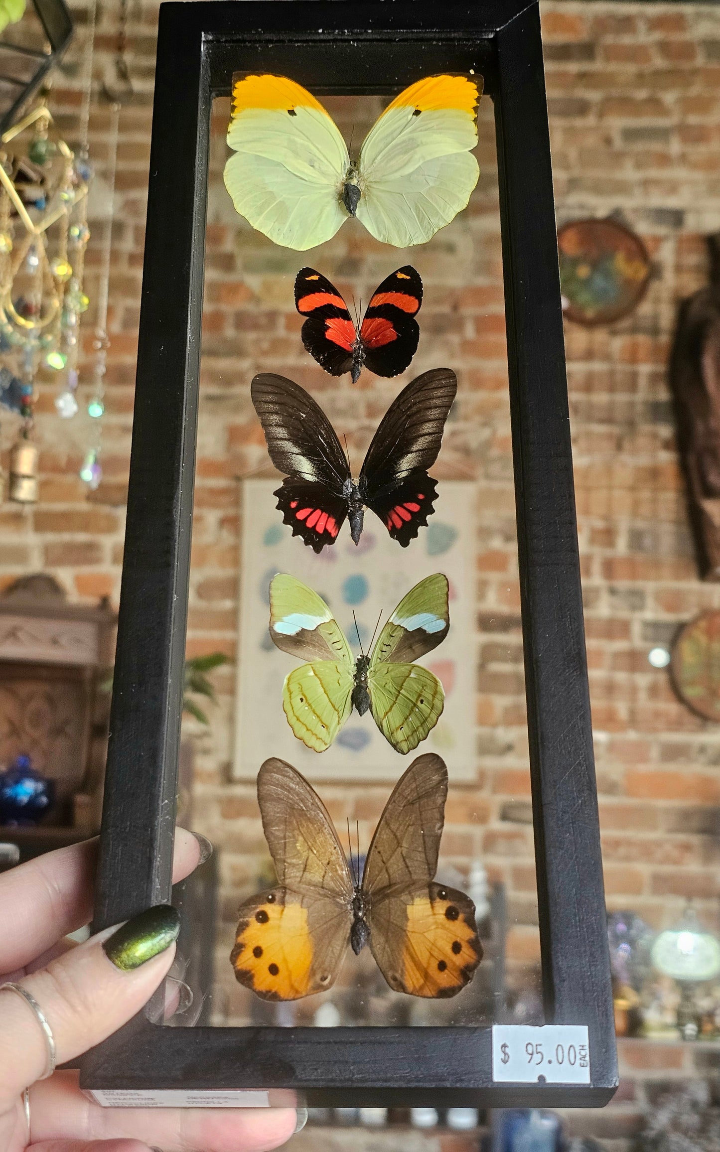 Framed Butterfly Variety