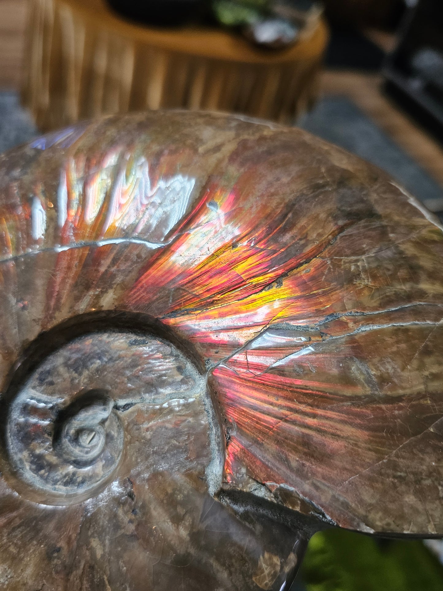 Irredescent Ammonite