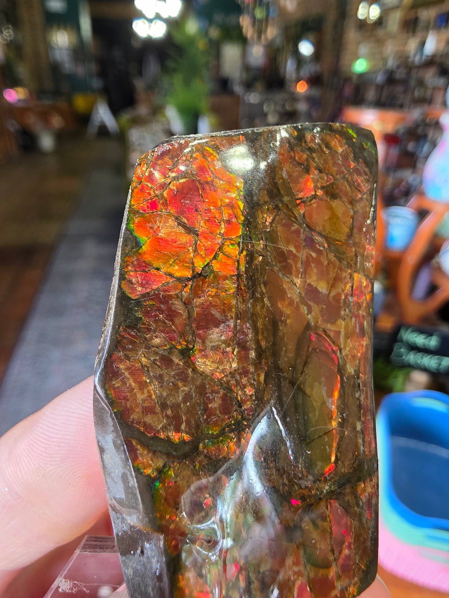 Ammolite