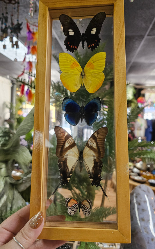 Framed Butterfly Variety
