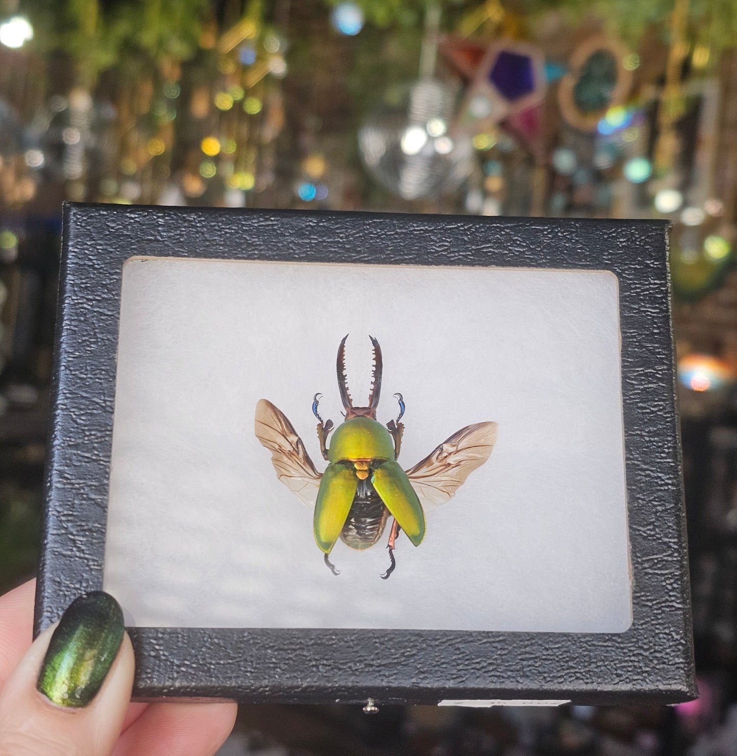 Framed Arfak Stag Beetle