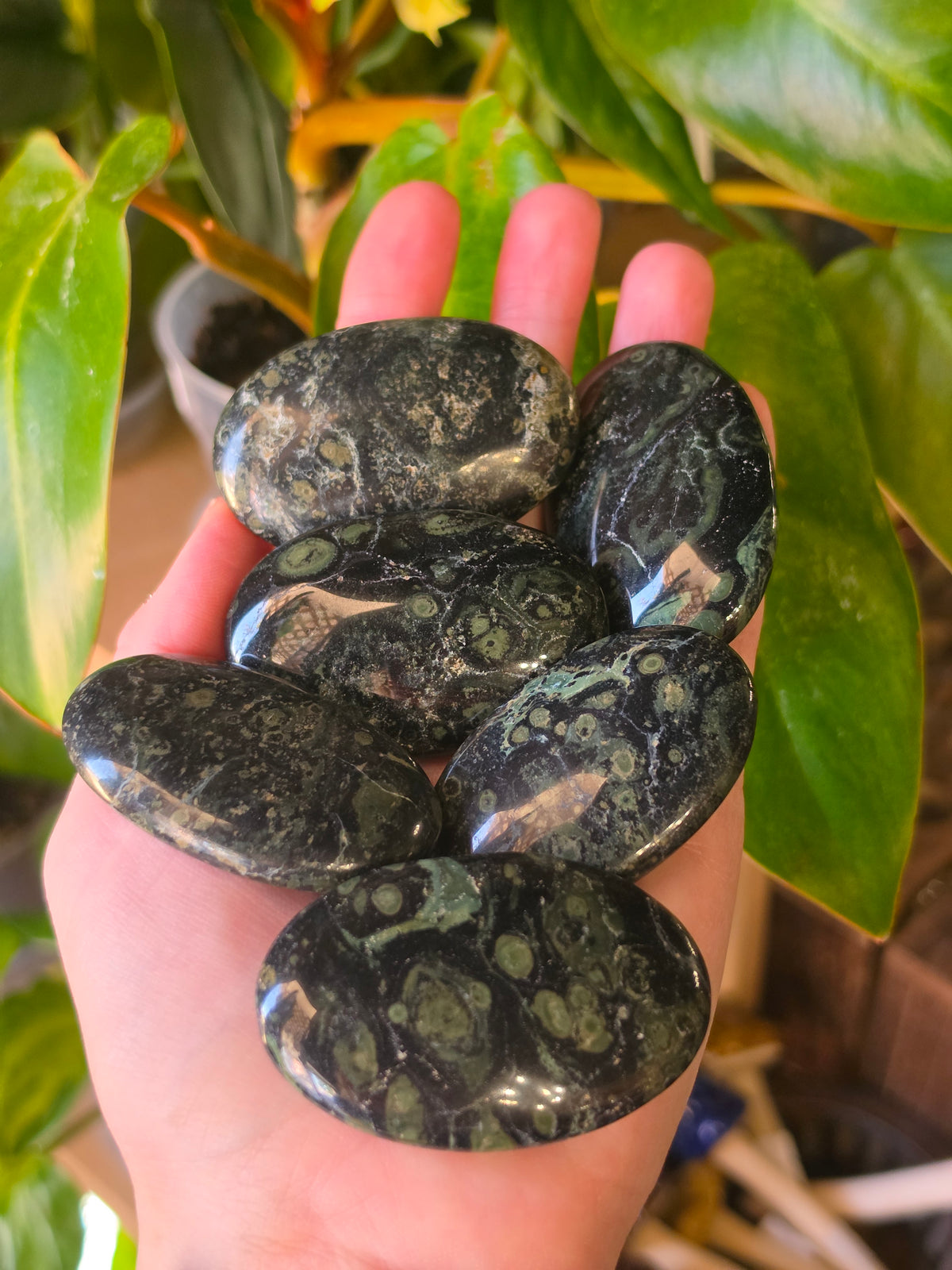 Kambaba Jasper Palmstone
