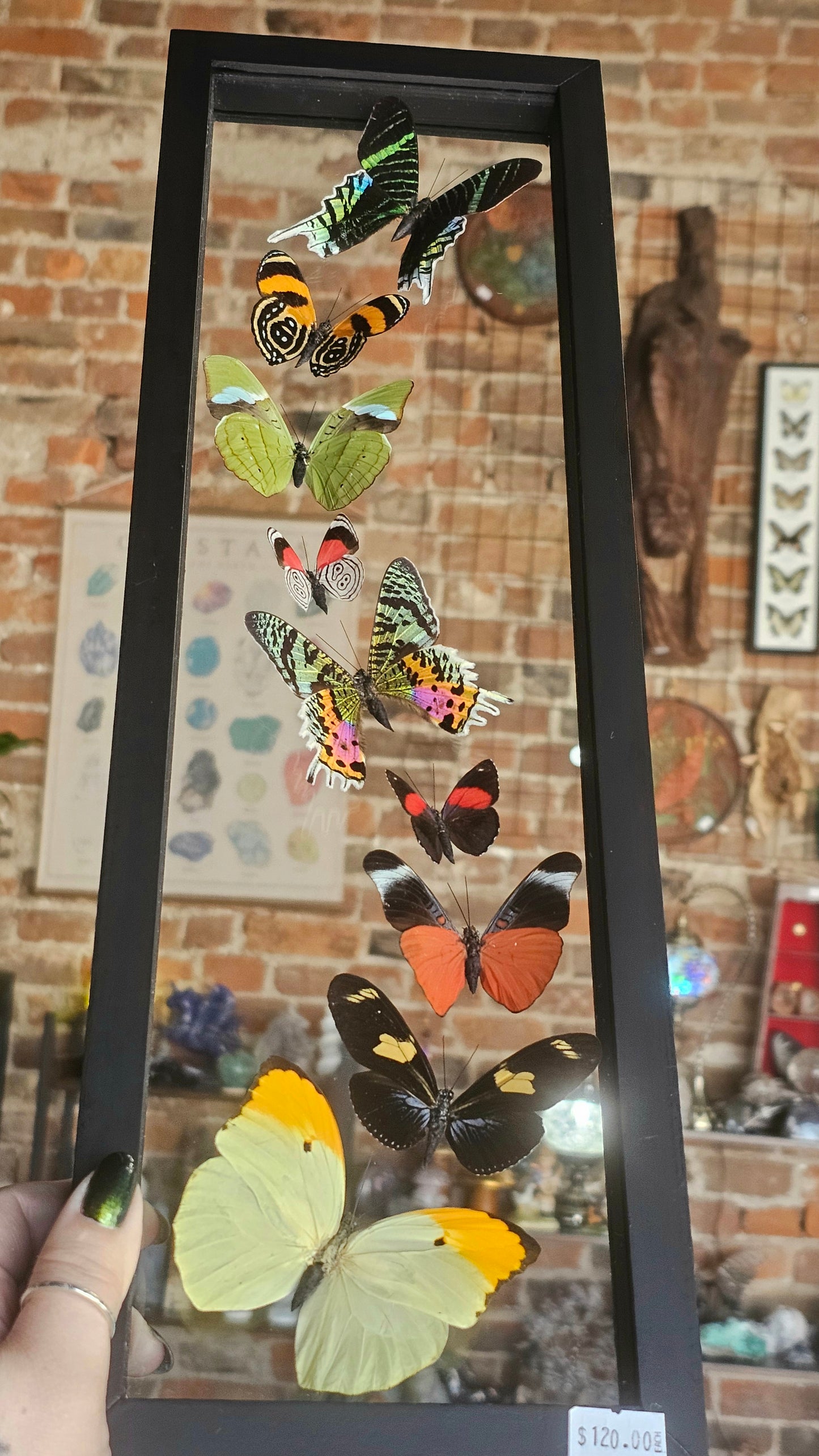 Framed Butterfly Variety