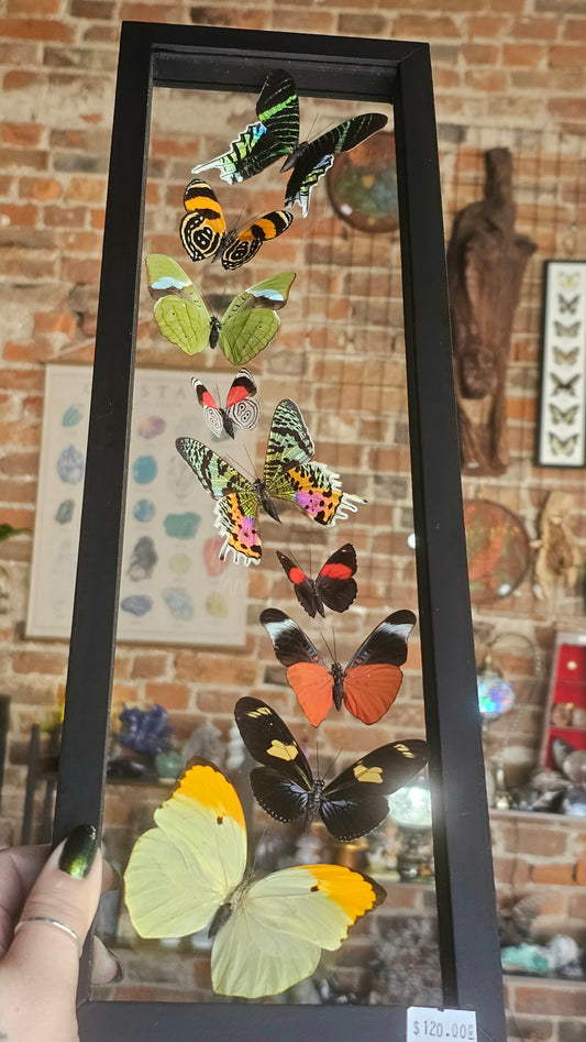 Framed Butterfly Variety
