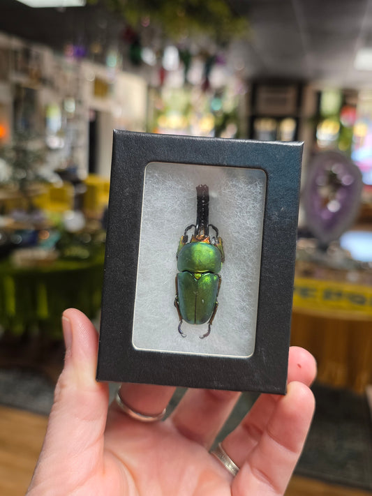 Arfak Stag Beetle Specimen