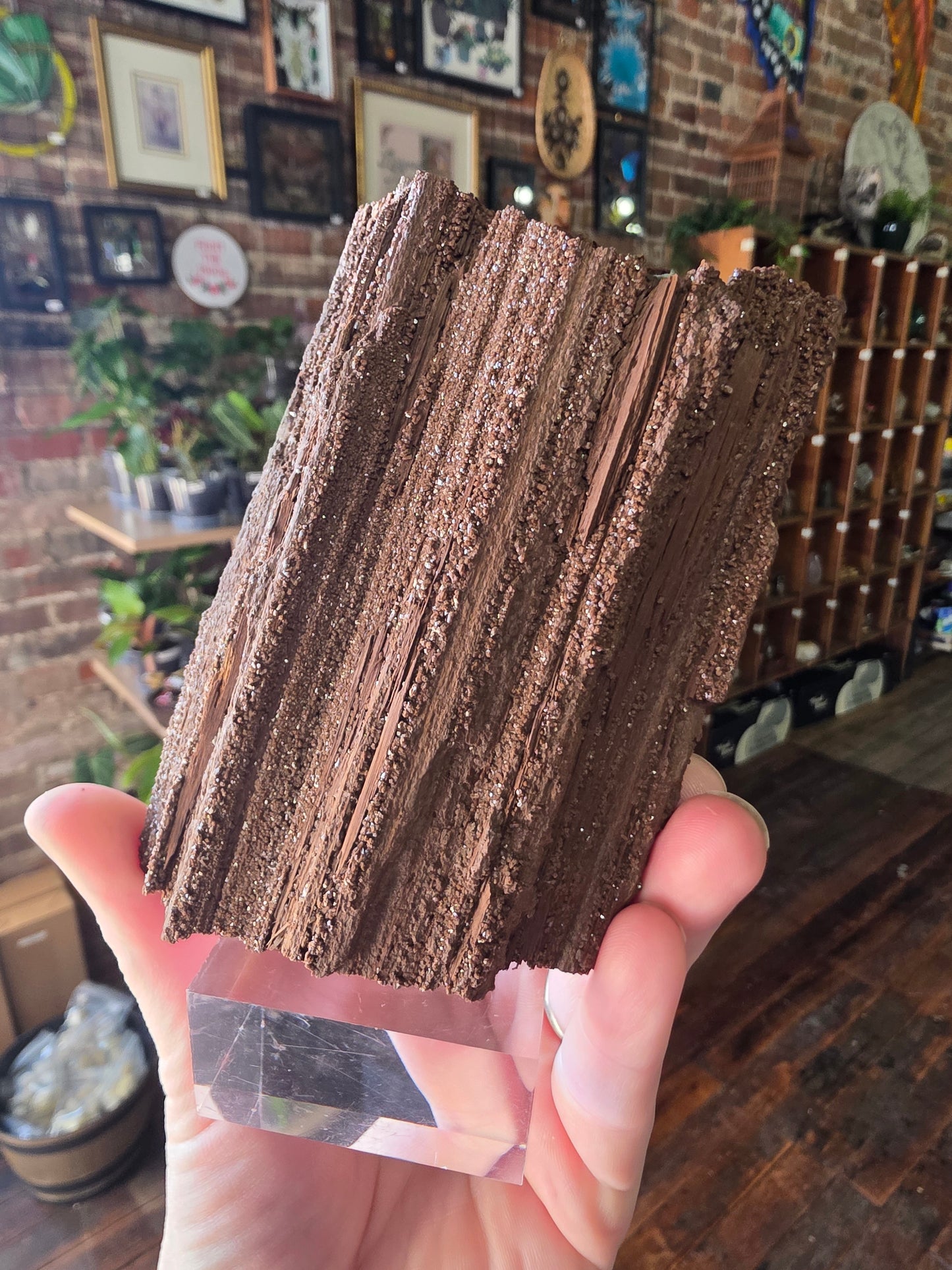 Permineralized Wood