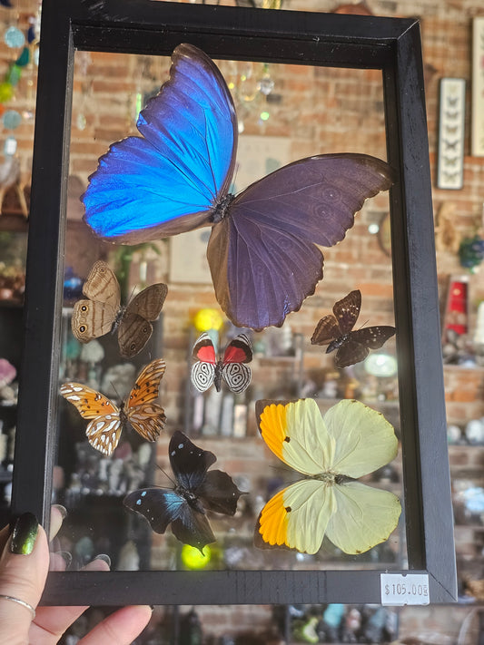 Framed Butterfly Variety