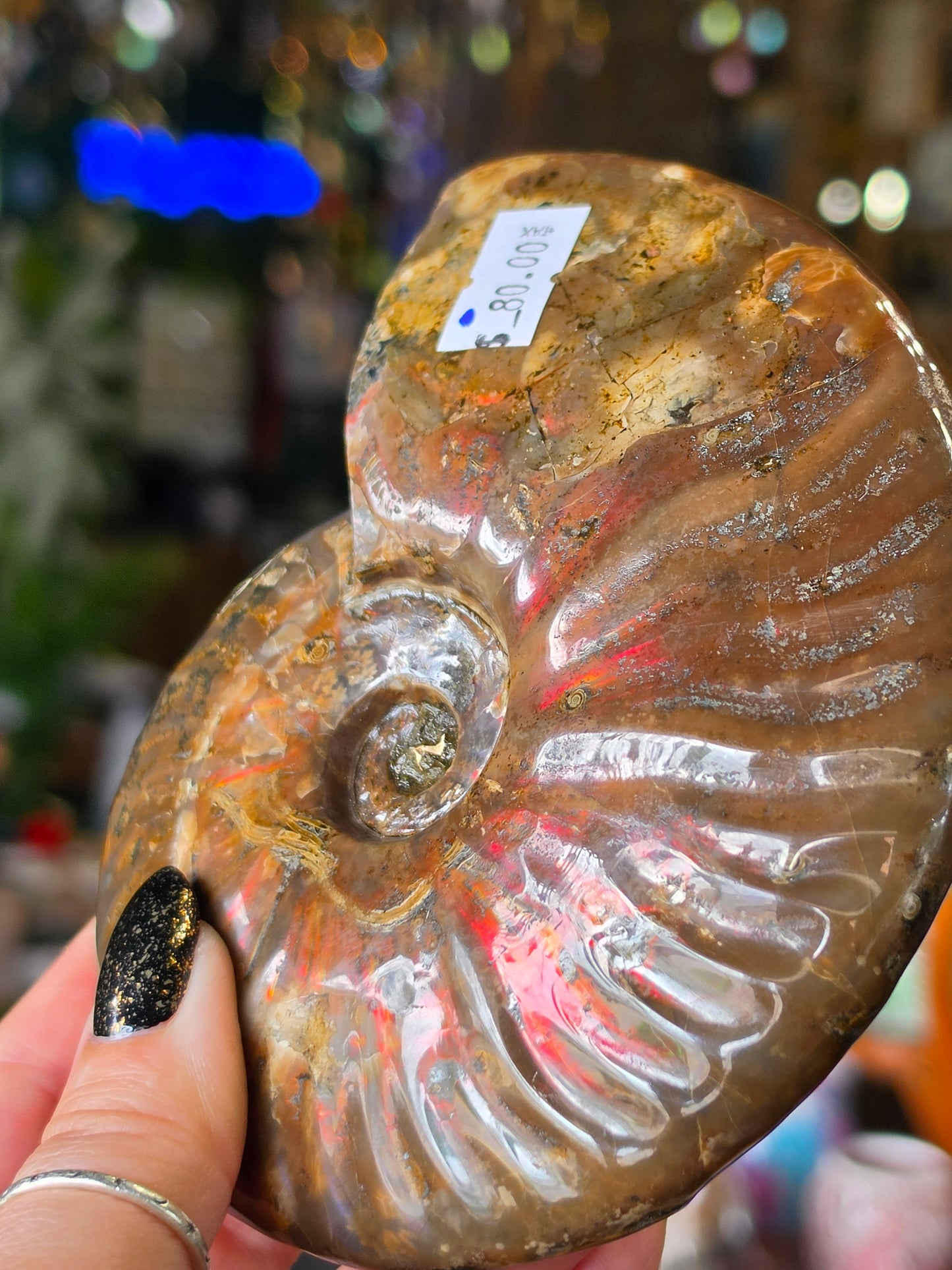 Iridescent Ammonite