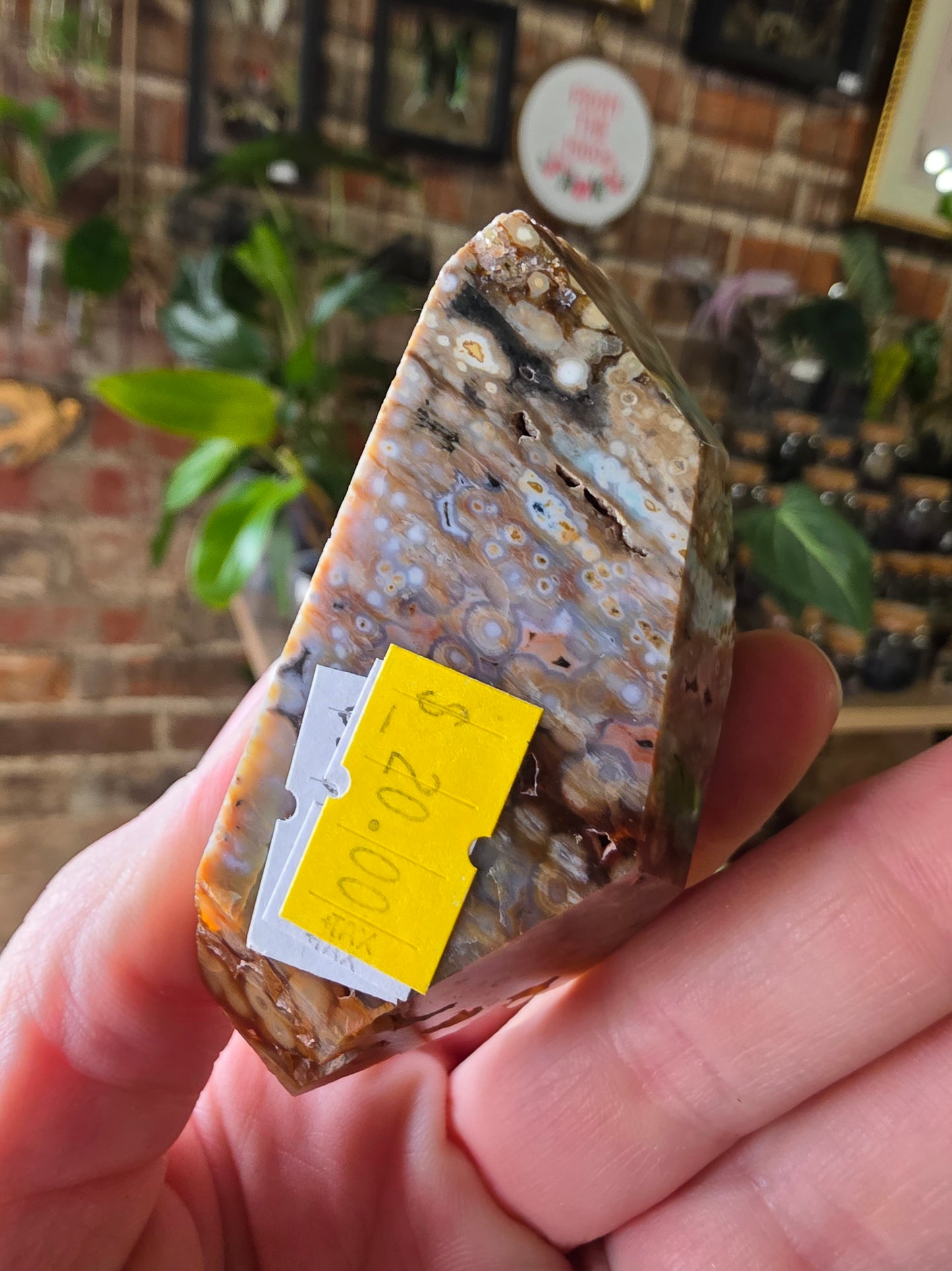 Ocean Jasper Freeform